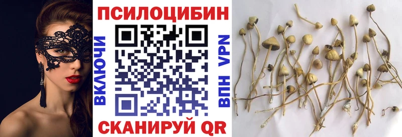 Псилоцибиновые грибы Magic Shrooms  закладка  darknet клад  Курильск 